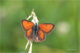 <p>OHNIVÁČEK MODROLEMÝ (Lycaena hippothoe) Slovensko - Vysoké Tatry ---- /Purple-edged copper - Lilagold-Feuerfalter/</p>